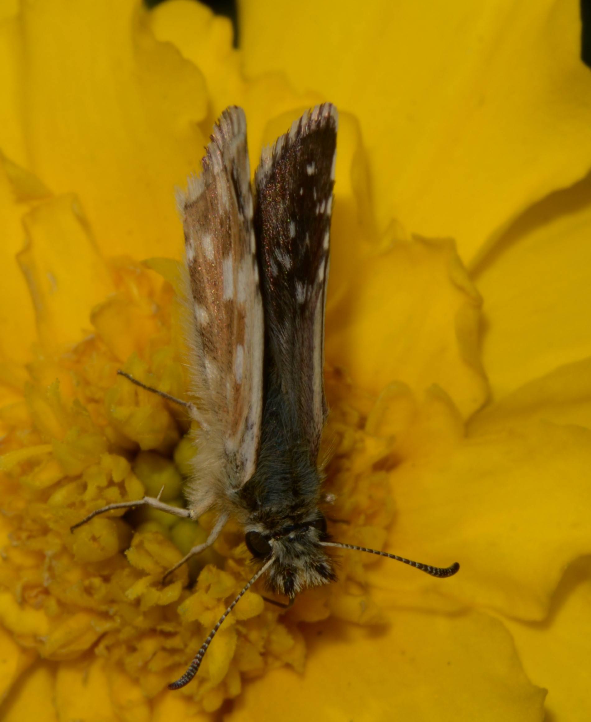 Hesperiidae Pyrgus?